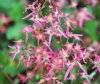 Show product details for Saxifraga fortunei Sugar Plum Fairy