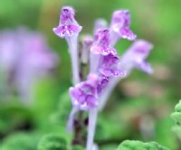 Light purple coloured flowers over sage green foliage.