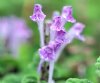 Scutellaria indica