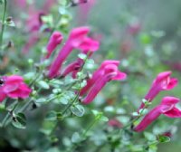 nice strong pink /red flowers over greyish foliage.