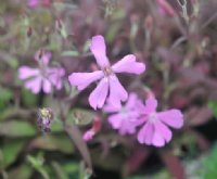 Soft pink star-like flowers.