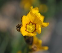 Bright yellow flowers with a brown mark to each petal