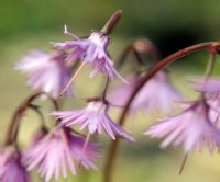 Attractive frilled purple nodding flowers