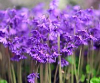 Fabulous frilled rich purple flowers and deep green rounded foliage