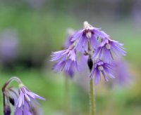 pale purple frilled nodding flowers