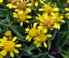 Show product details for Solidago virgaurea cambrica