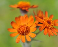 Bright burnt orange daisy like flowers