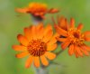 Show product details for Tephroseris capitata