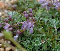 Lavender-purple flowers and silvery foliage on compact plants.