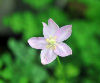 Large pale lavender buttercup like flowers