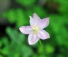 Thalictrum grandifl...