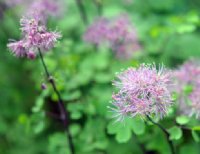 Fluffy purplish flowers on stems to 40 cms high.