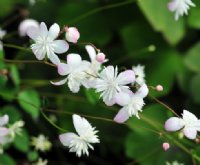 White flowers with a fine pink hue.