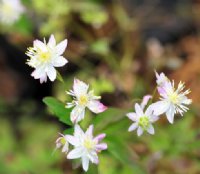 Lovely palest pink fluffy flowers in early spring.