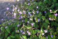 tumbling spotted green foliage and purple flowers