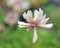 Slightly pink clover like flowers.