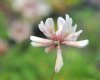 Trifolium haydenii