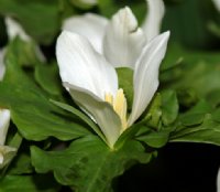 Pristine white petals above rich green foliage