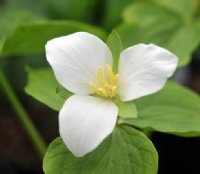 Clean white flowers on short stems