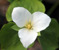 Fabulous clean white flowers