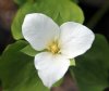 Trillium camschatce...