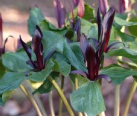 Rich red upright flowers