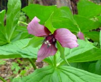 mid pink open faced flower