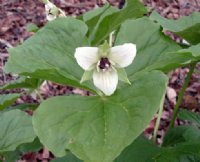 Clean white flowers with a darker eye