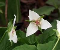 Nice big three petalled flowers with a pink centre