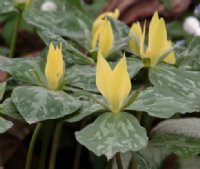 Canary yellow erect petals and mottled foliage