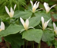 Clean white erect petals