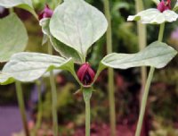 Deep red three petalled flowers and green foliage