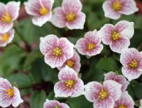 Pink splashed white three petalled flowers