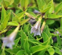 Lilac purple tubular flowers on climbing or trailing stems in summer.