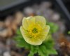 Show product details for Trollius laxus albiflorus