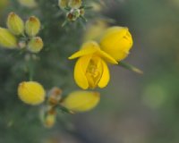 Bright golden yellow flowers