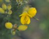 Show product details for Ulex europaeus Flore Pleno