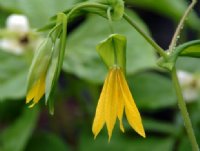 Bright yellow flowers with long petals