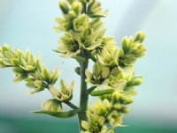 Tall spikes of creamy white flowers