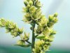 Veratrum album