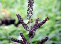 Brown flowers in masses up erect stems