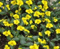 Bright yellow attractive flowers Viola
