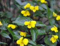 Bright yellow attractive flowers Viola