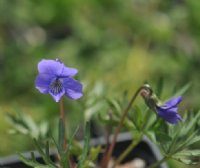 Nice pale purple flowers and deeply cut foliage.