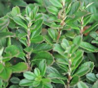 Small white flowers and fleshy green leaves