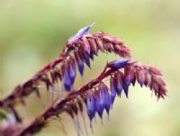 Beautifil blue pendulous flowers.