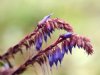 Wulfenia amherstiana