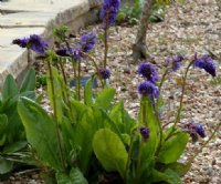 Violet blue flowers in spikes over green foliage
