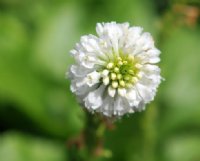 Pure white flowers in dense heads.