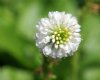 Show product details for Wulfenia carinthiaca alba